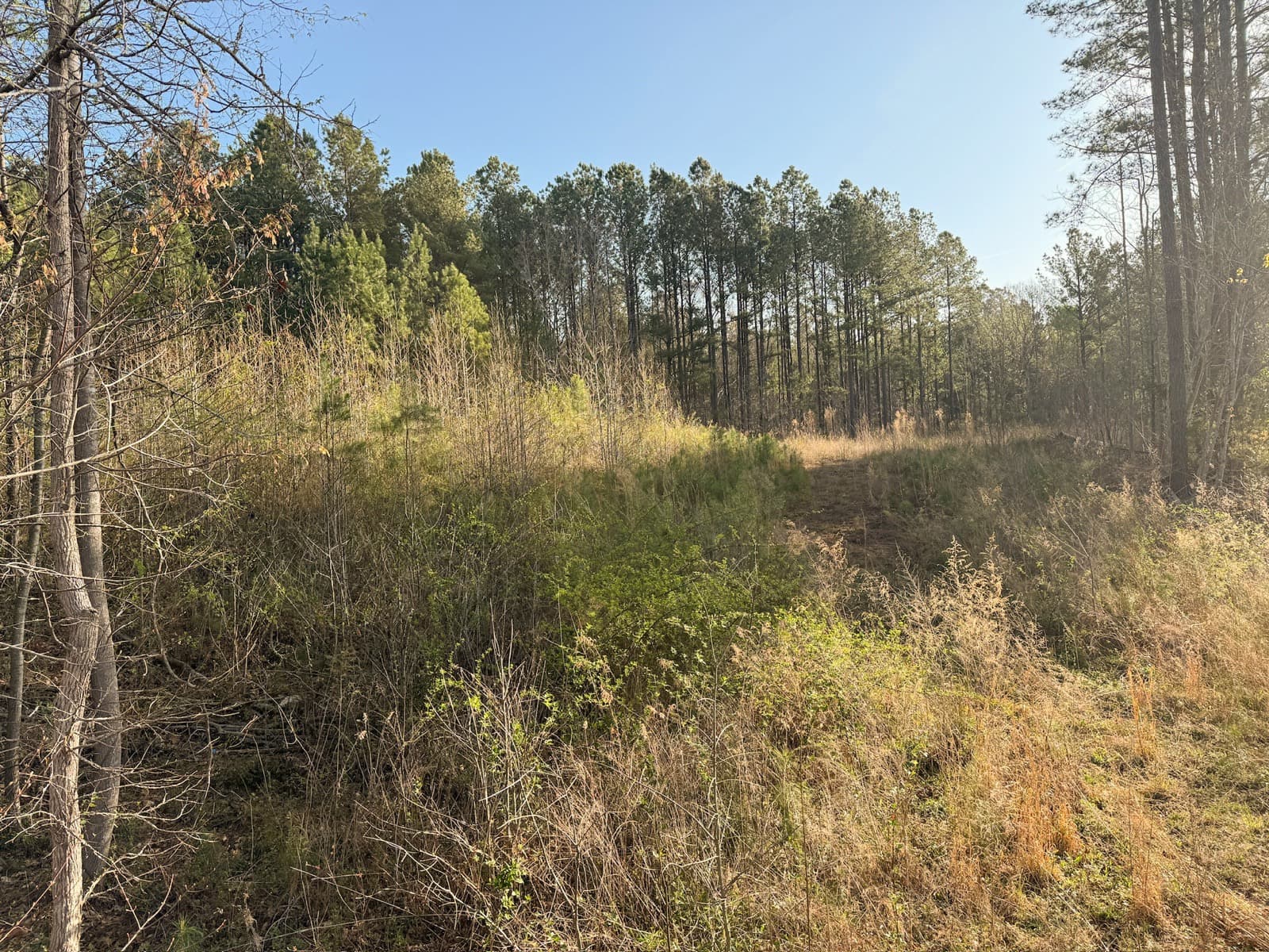 Overgrown wooded area before forestry mulching
