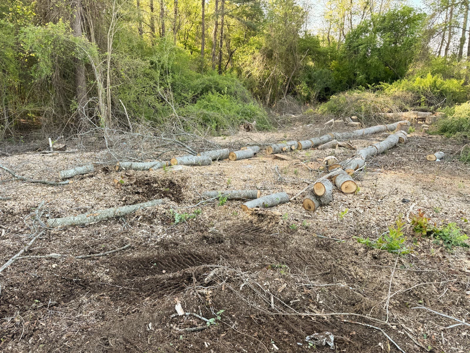 Overgrown property in Lucama before land clearing