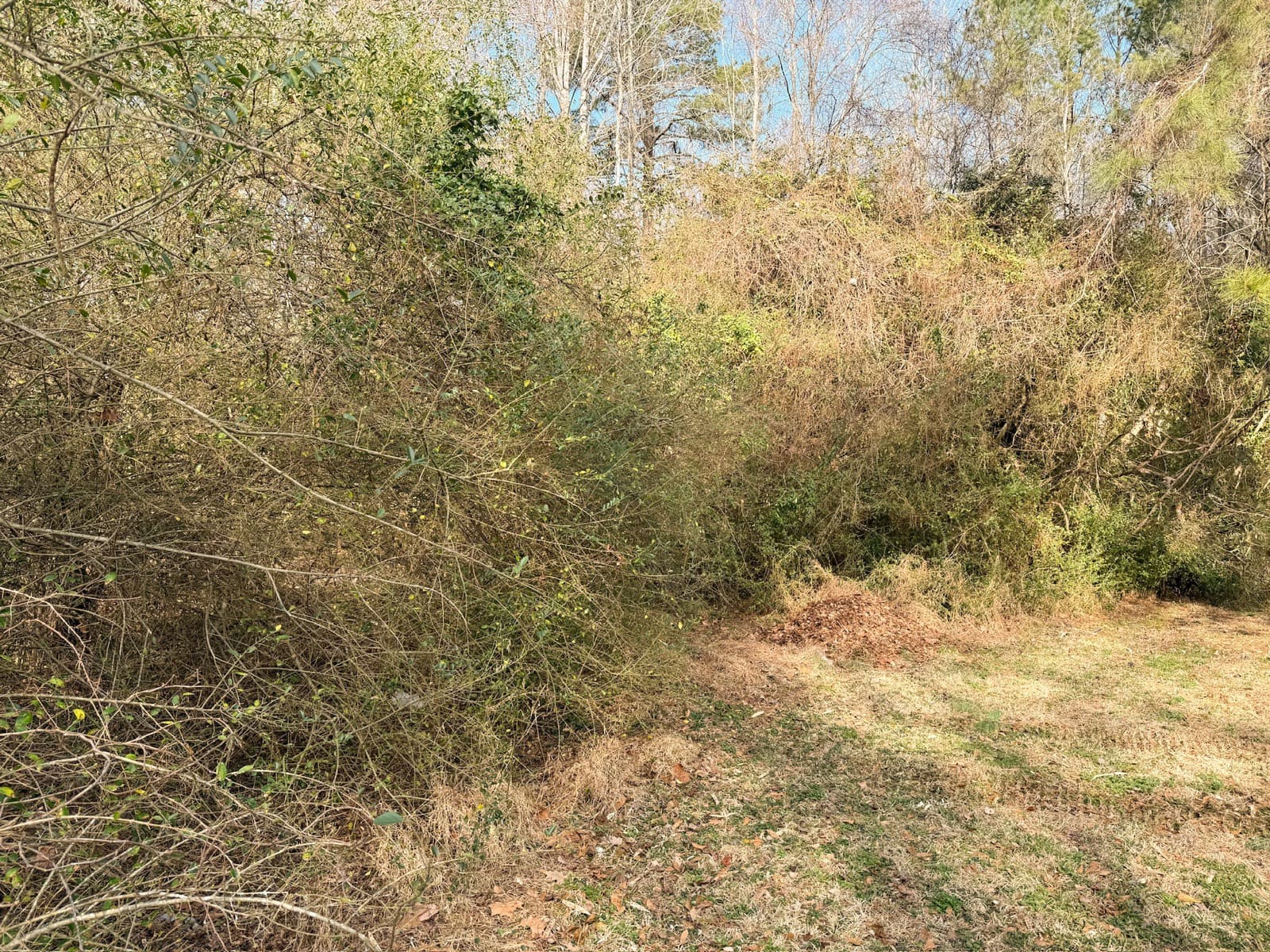 Overgrown property in Macclesfield before forestry mulching