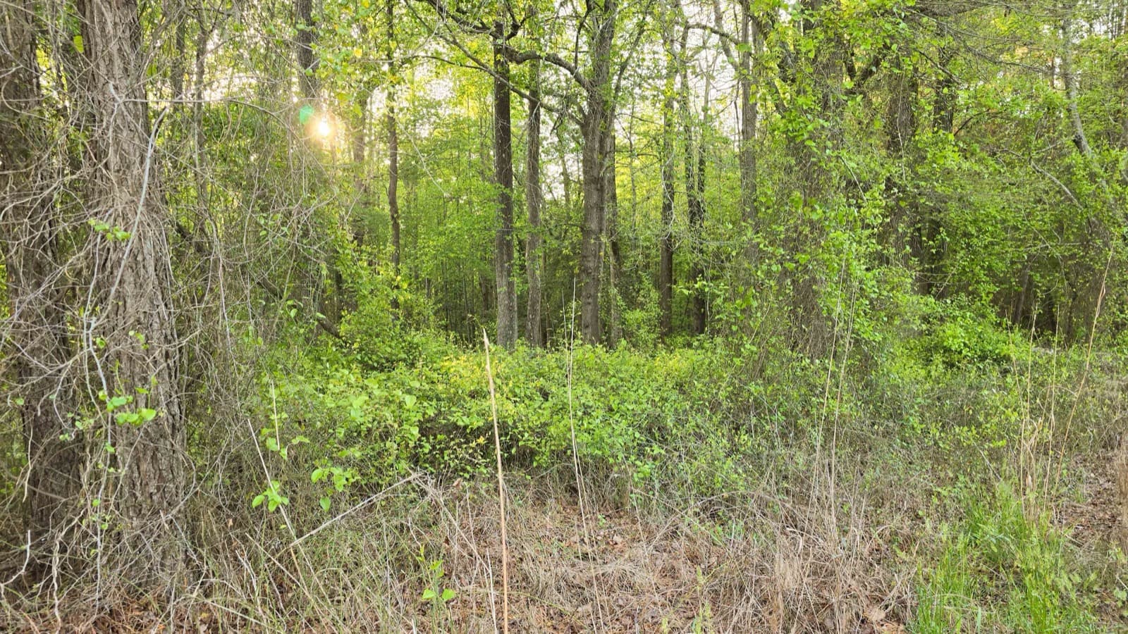 Overgrown property in Middlesex before forestry mulching