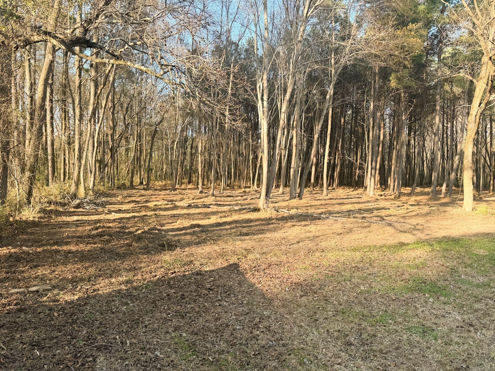 The same Rocky Mount lot after forestry mulching, understory cleared
