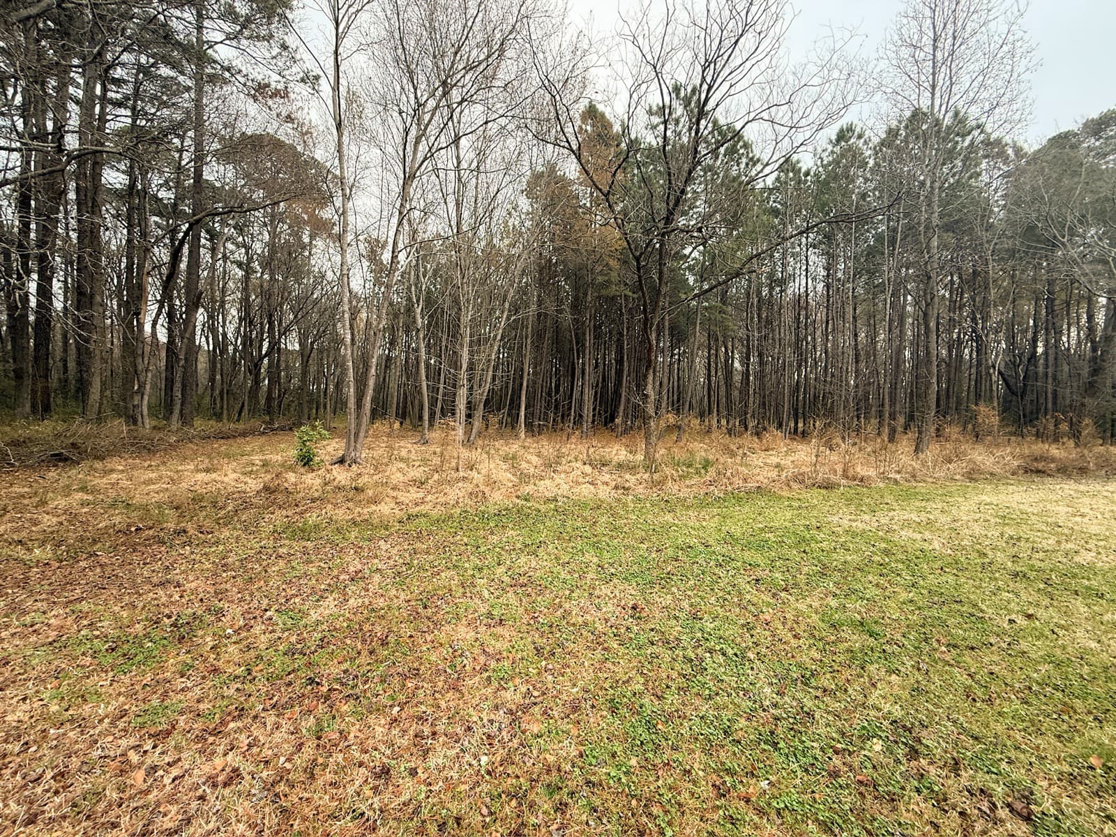 Overgrown wooded lot in Rocky Mount before forestry mulching