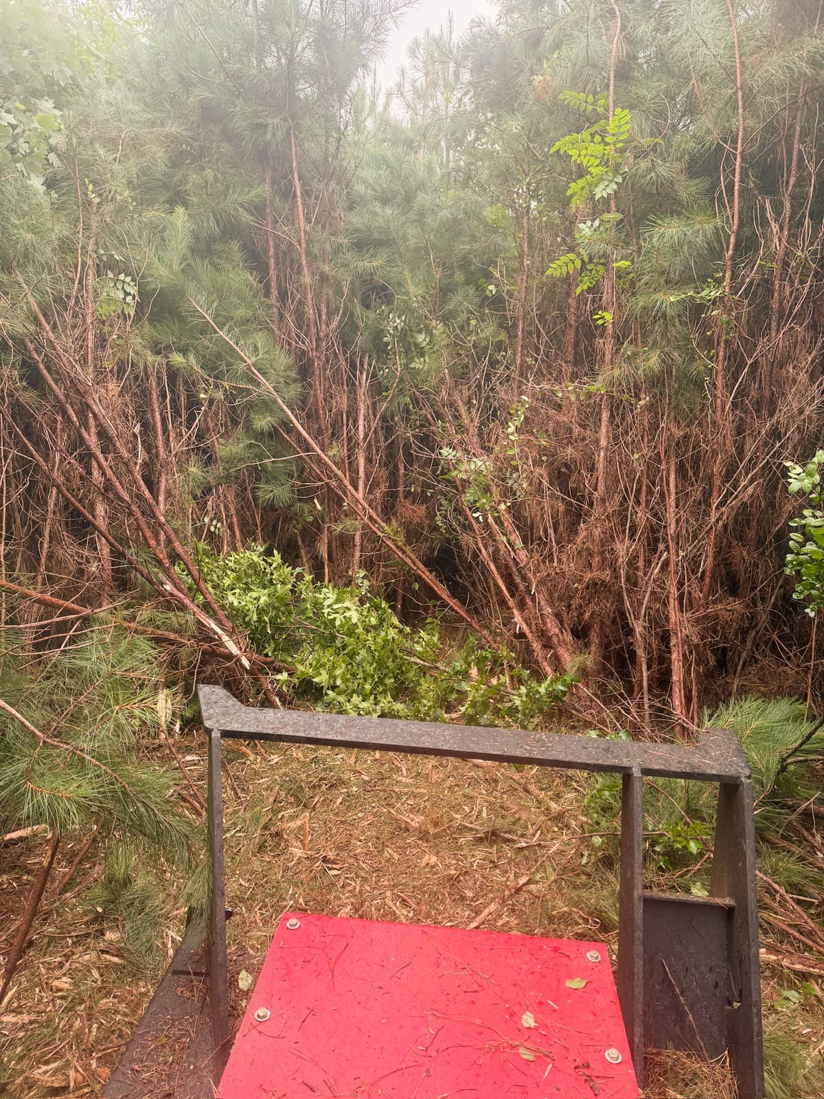 Wooded 47-acre tract near Lake Gaston before forestry mulching