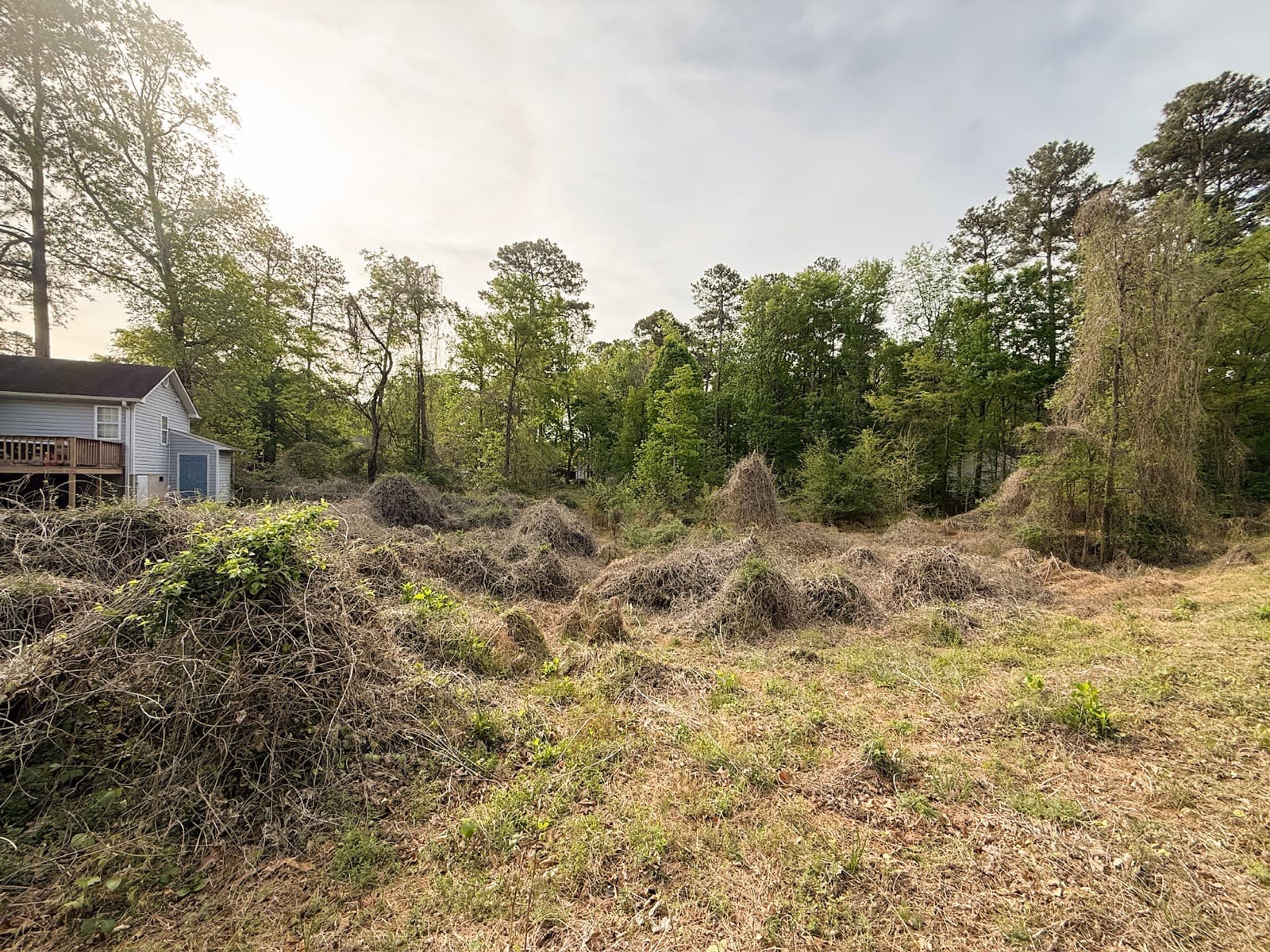 Overgrown property in Youngsville before forestry mulching